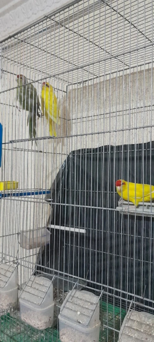 Vend couple kakiriki avec le bébé