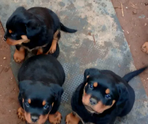 ROTTWEILER DE PURE RACE