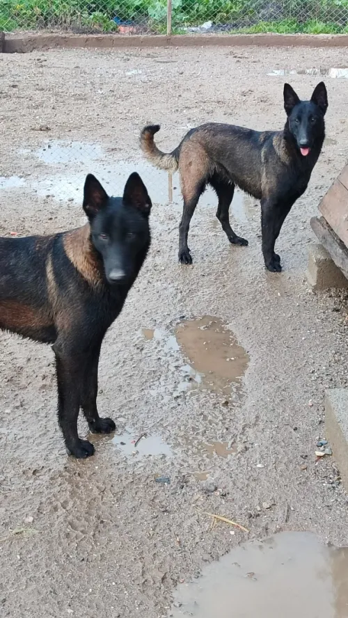 Malinois