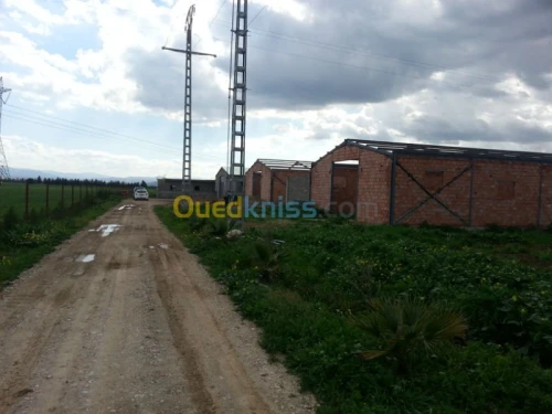Vente Terrain Ain defla Khemis miliana