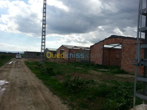 Vente Terrain Ain defla Khemis miliana