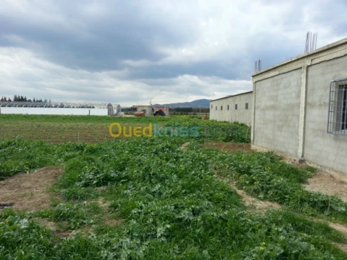 Vente Terrain Ain defla Khemis miliana