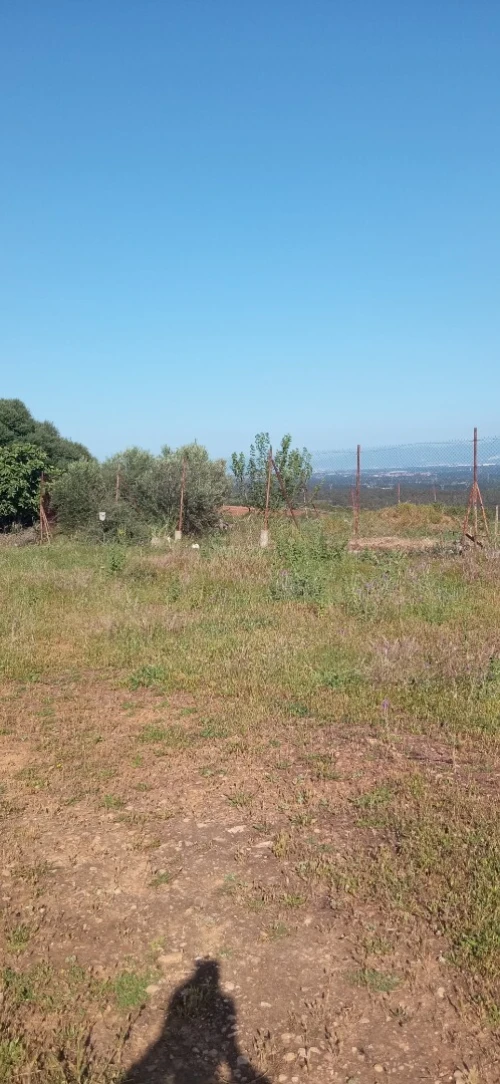 Vente Terrain Tipaza Attatba