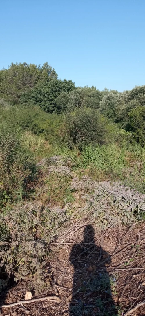 Vente Terrain Tipaza Attatba