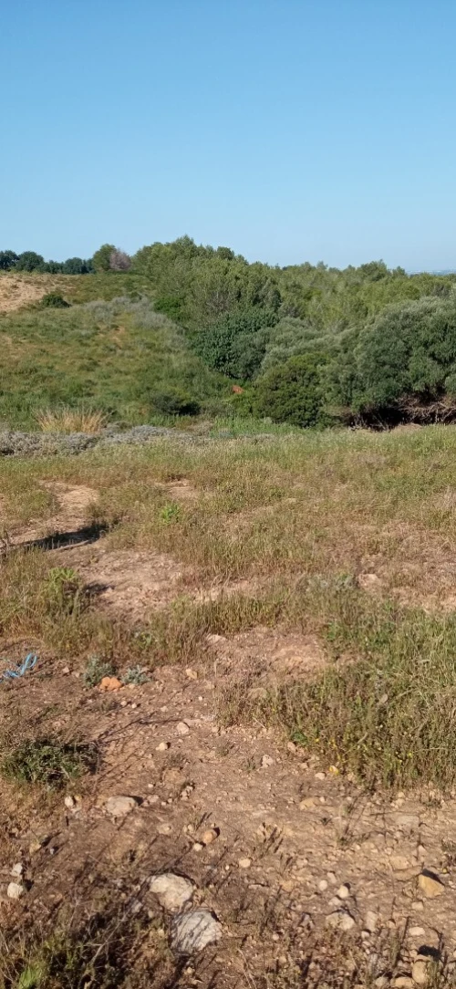 Vente Terrain Tipaza Attatba