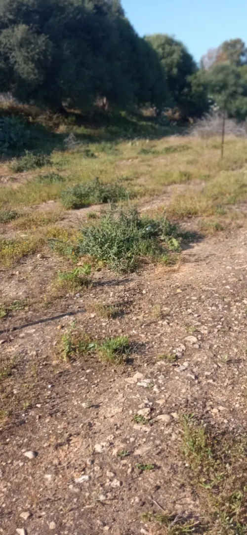 Vente Terrain Tipaza Attatba