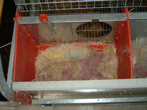 Equipement  avicole 