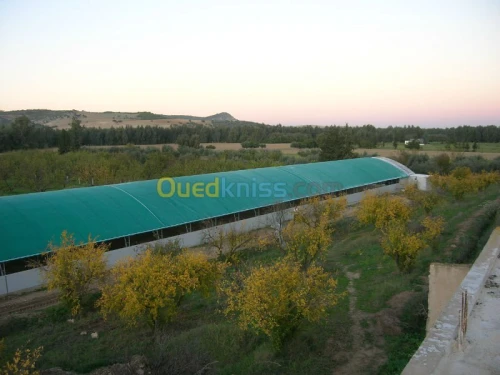 Equipement  avicole 