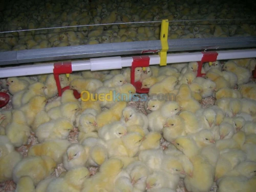 Equipement  avicole 