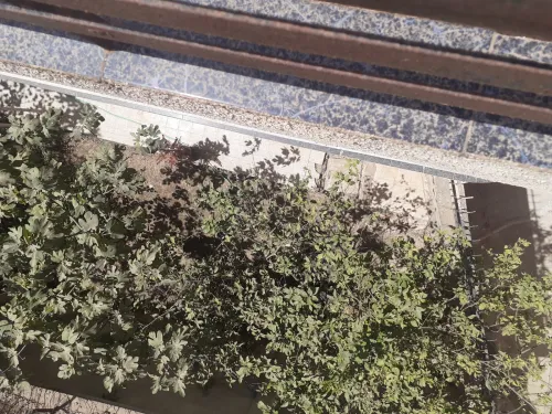 Vente Villa Alger Bouzareah
