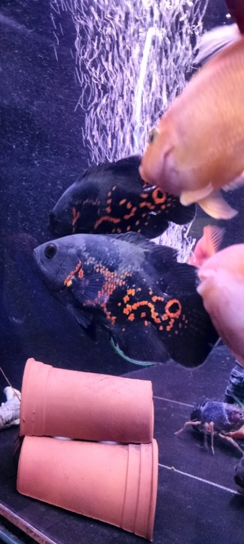 Poisson