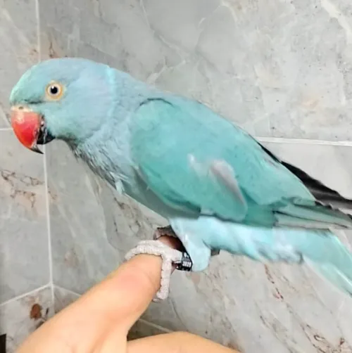 Perruche à collier bleu