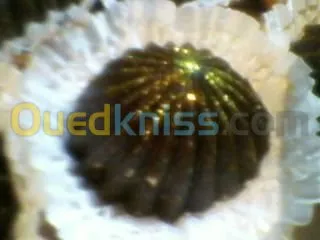 Traiteurs et Gateaux