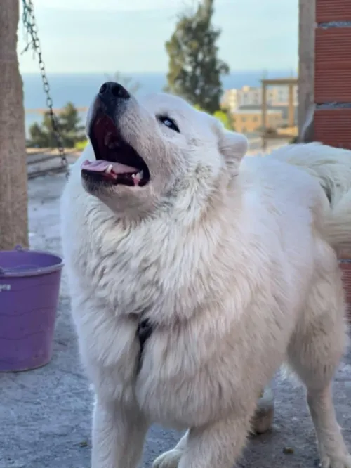 Husky malamute