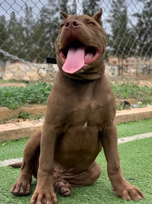 Américain pitbull red nose