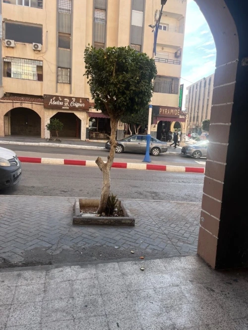 Location Local Mostaganem Mostaganem
