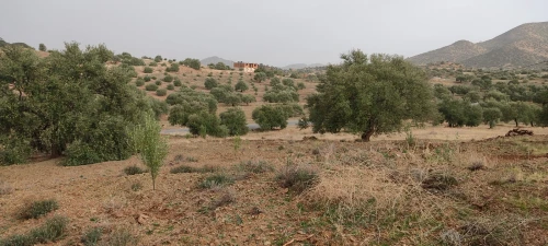 Vente Terrain Bouira Bechloul