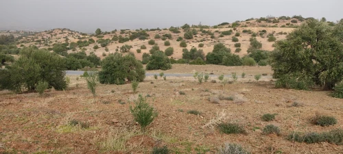 Vente Terrain Bouira Bechloul