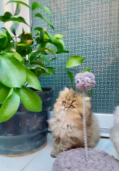 Chat golden chinchillap