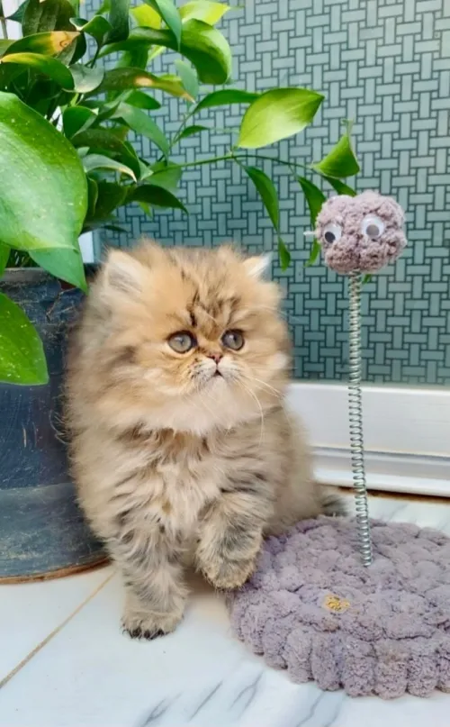 Chat golden chinchilla
