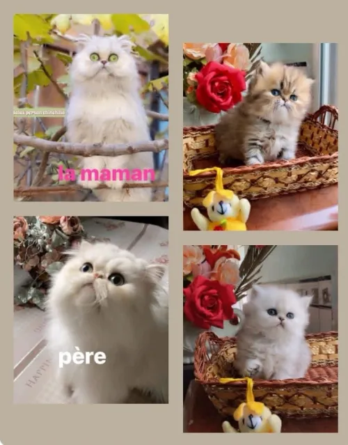Persan chinchilla