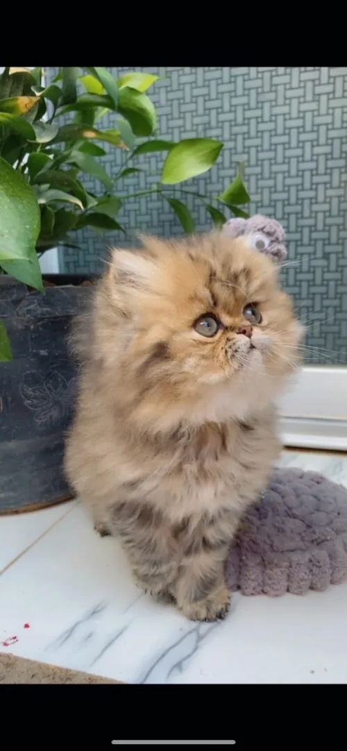 Chat persan chinchilla