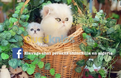Persan chinchilla silver pure race