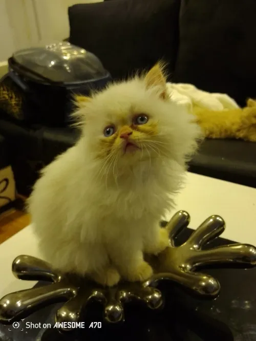 Vend chaton persan