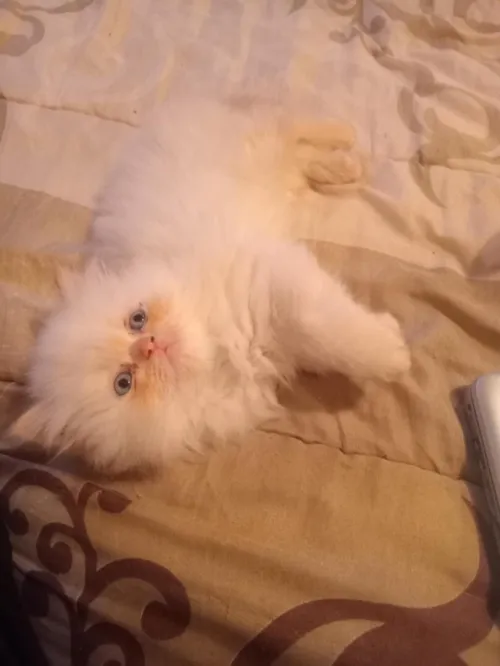 Vend chaton persan