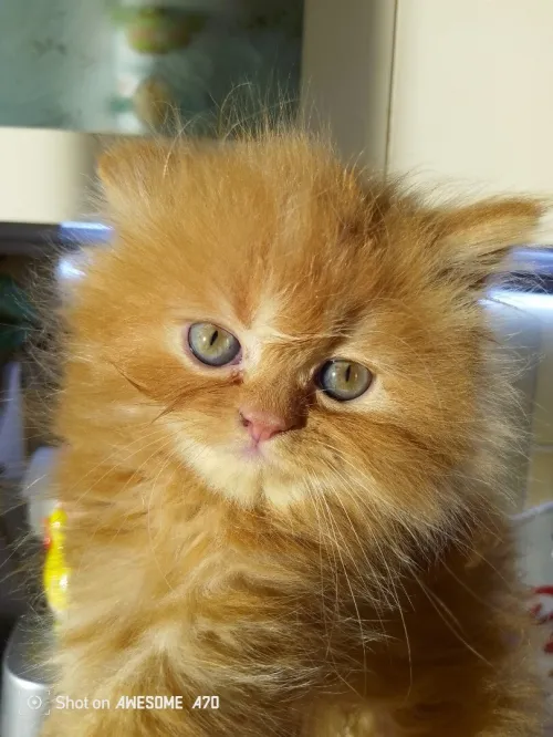 Vend chaton persan