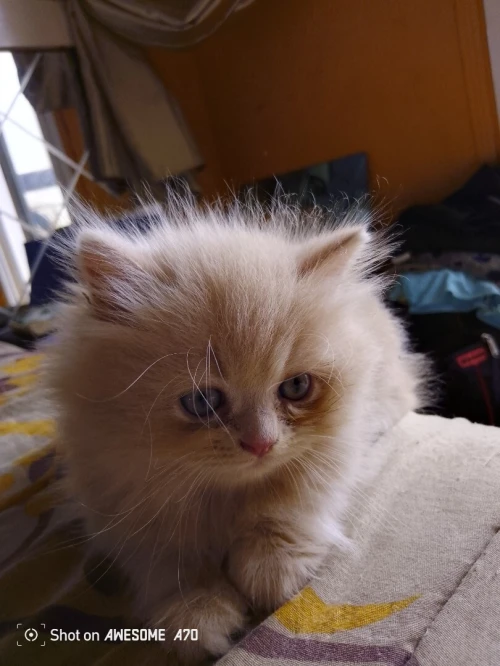 Vend chaton persan