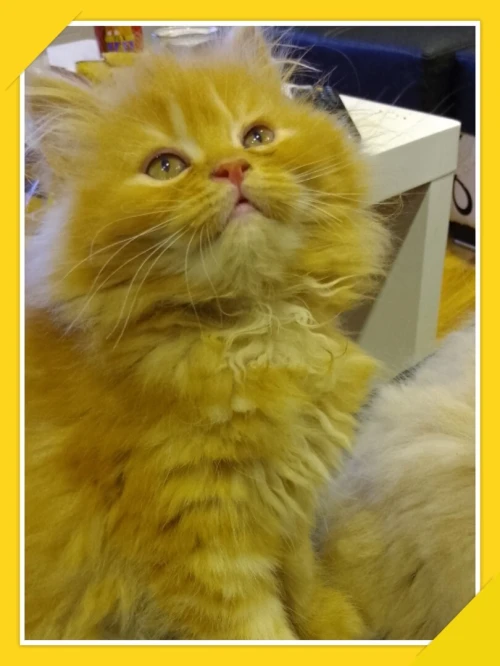 Vend chaton persan