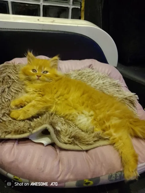 Vend chaton persan