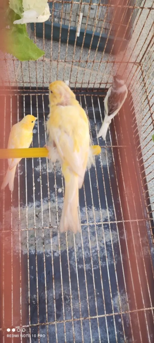 Canari