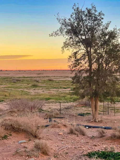 Vente Terrain Agricole Naâma Mecheria