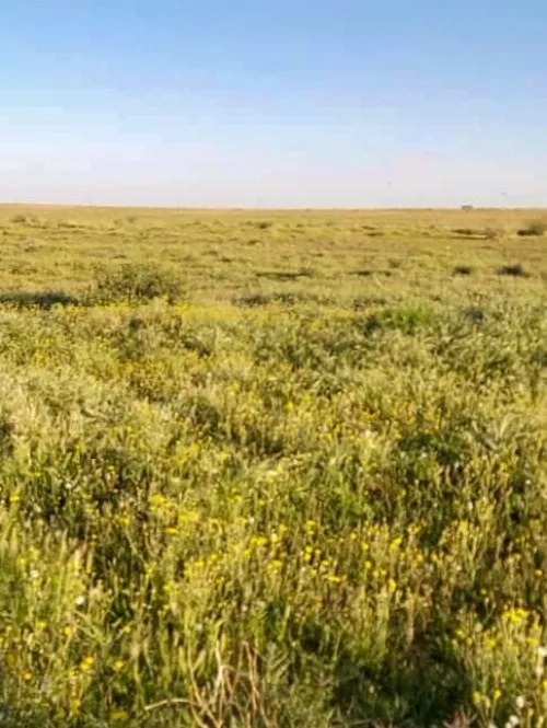 Vente Terrain Agricole Naâma Mecheria