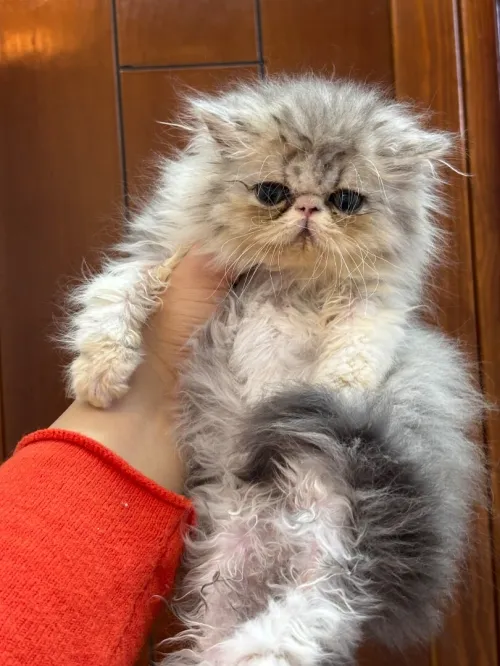 Persan peke face