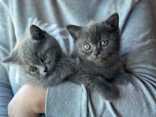 British shorthair