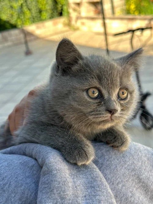 British shorthair