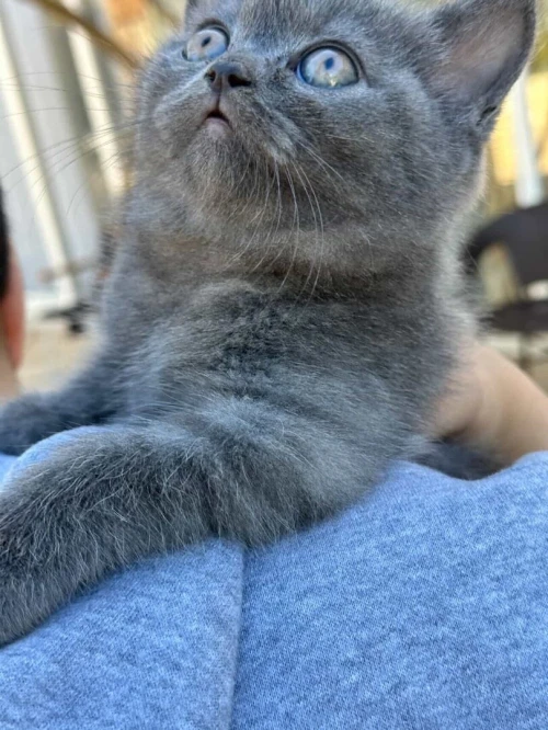 British shorthair