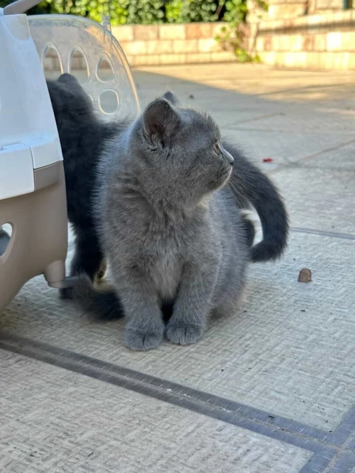 British shorthair