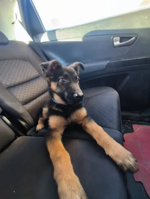 Berger Allemand