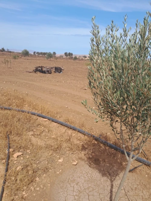 Vente Terrain Agricole Tlemcen Bensekrane