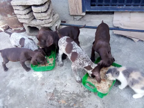 CHIOTS BRAQUES ALLEMANDS