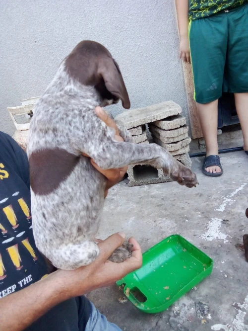 CHIOTS BRAQUES ALLEMANDS