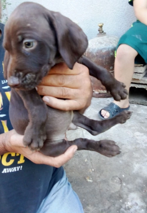 CHIOTS BRAQUES ALLEMANDS