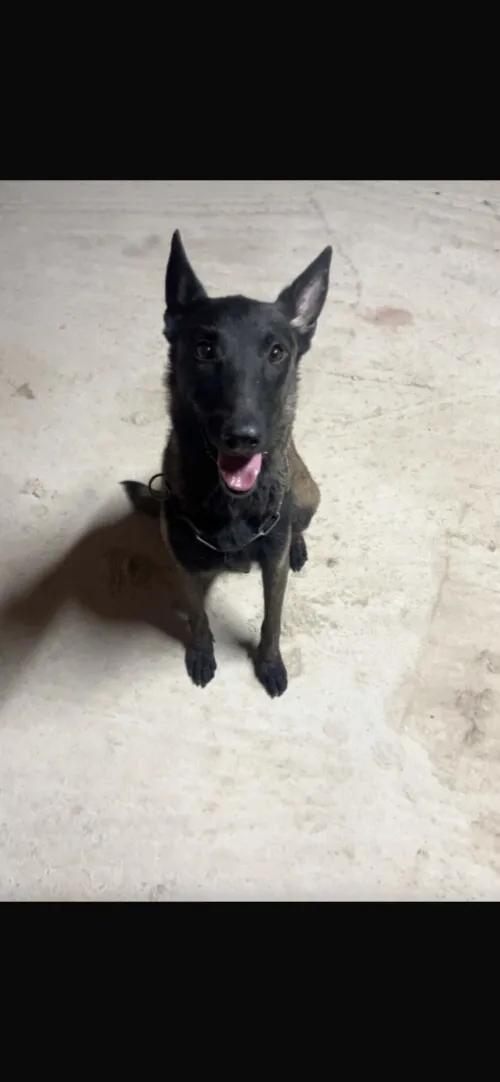 Chiot malinois 