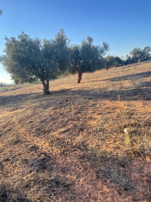 Vente Terrain Agricole Mostaganem Ouled el kheir
