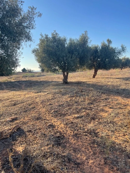 Vente Terrain Agricole Mostaganem Ouled el kheir