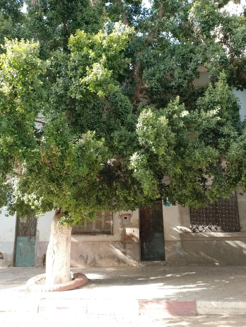 Vente Villa Mascara Bou hanifia